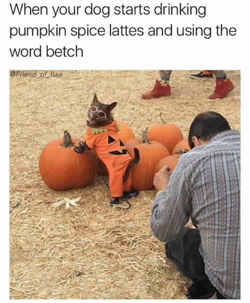 pumpkin spice latte memes, PSL memes, Starbucks memes