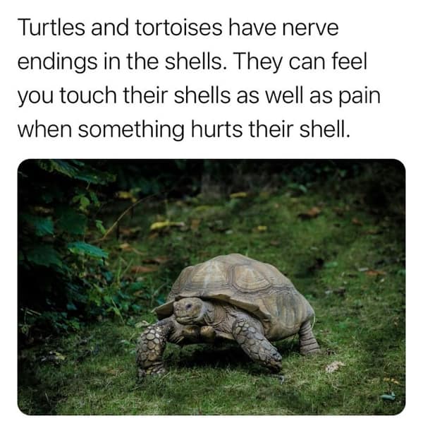 random facts, weird facts