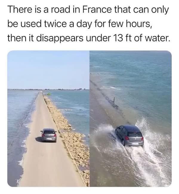 random facts, weird facts