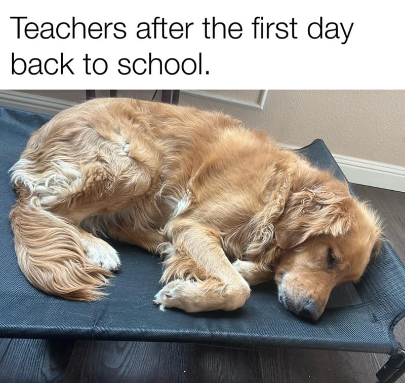 teacher memes, funny teacher memes, school memes, education memes, humorous teacher memes, teacher humor, classroom memes, student memes, learning memes, academic memes