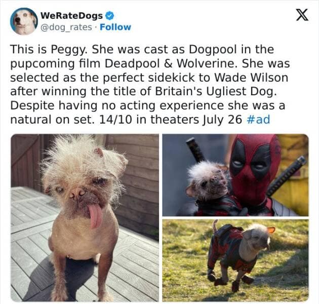 weratedogs, Wholesome memes, Dog humor