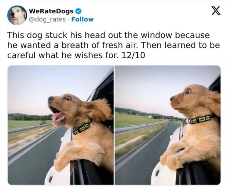 weratedogs, Wholesome memes, Dog humor