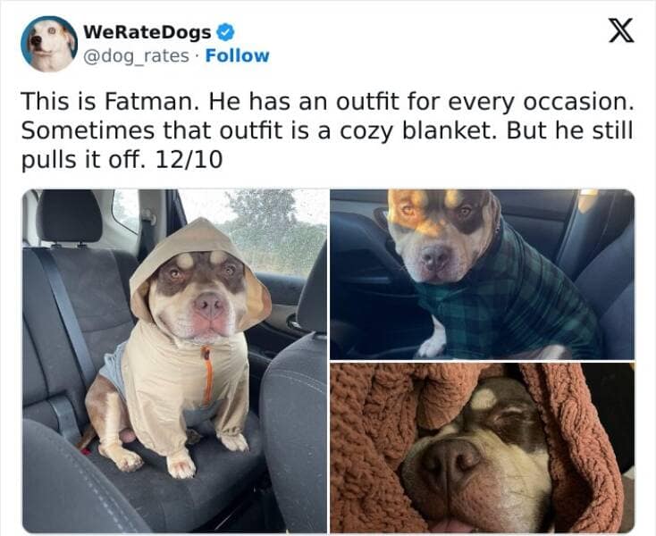weratedogs, Wholesome memes, Dog humor