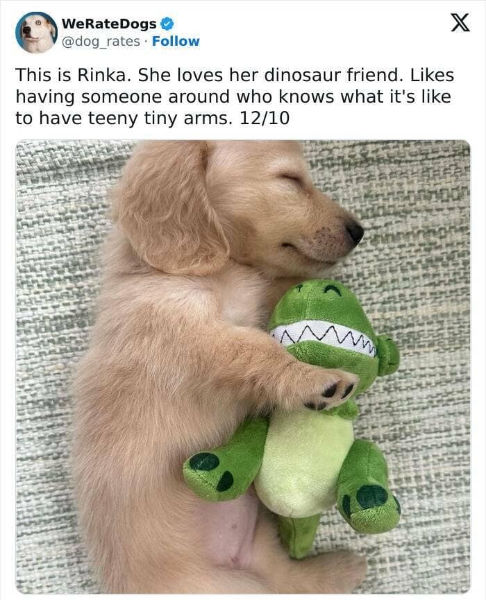 weratedogs, Wholesome memes, Dog humor