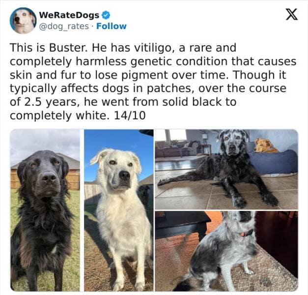 weratedogs, Wholesome memes, Dog humor