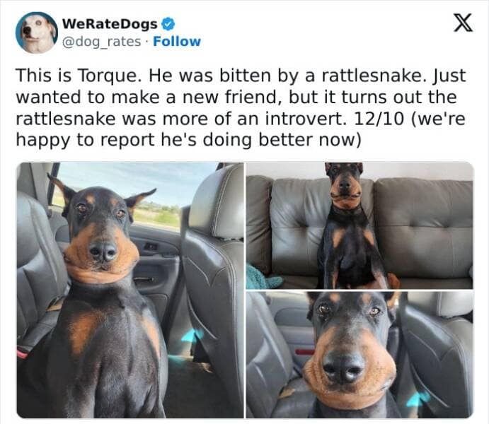 weratedogs, Wholesome memes, Dog humor