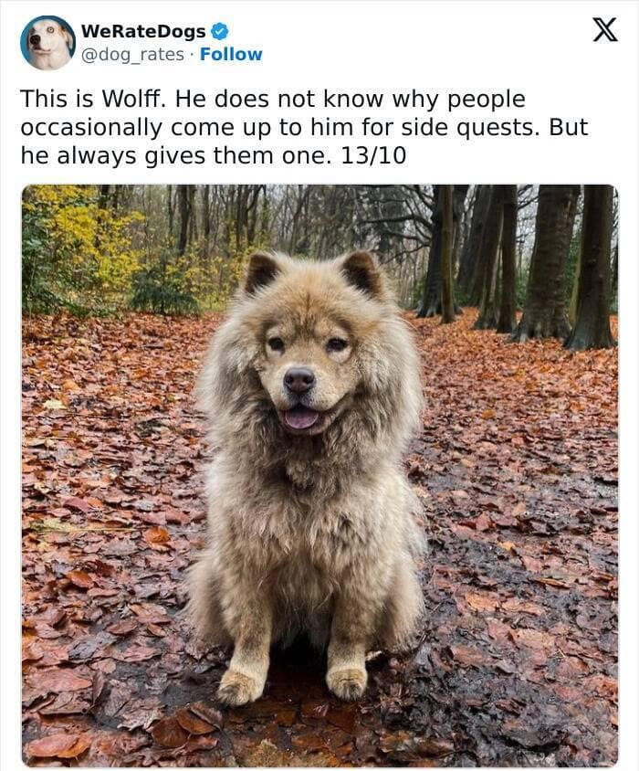 weratedogs, Wholesome memes, Dog humor