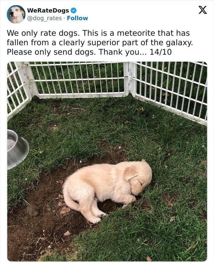 weratedogs, Wholesome memes, Dog humor