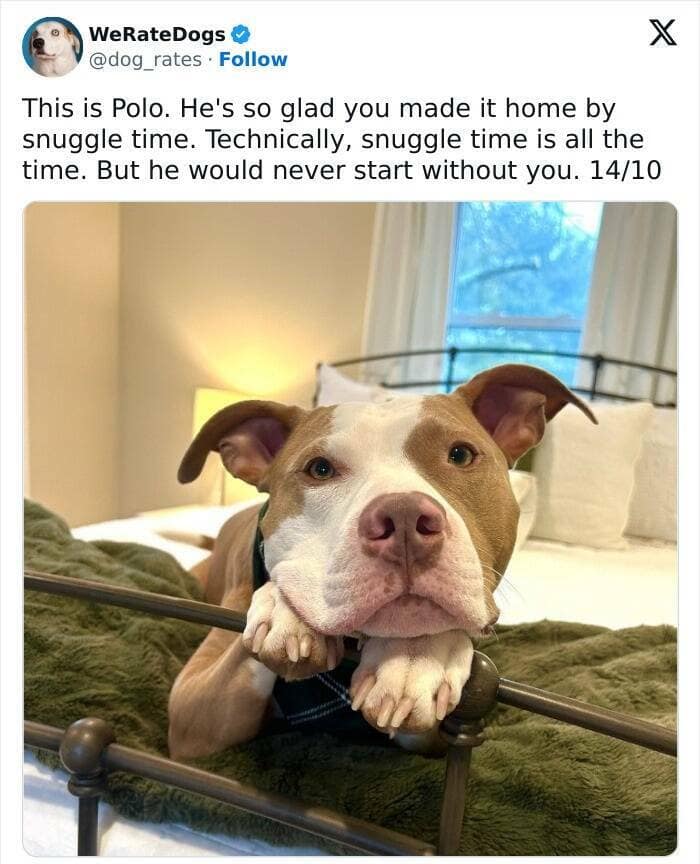 weratedogs, Wholesome memes, Dog humor