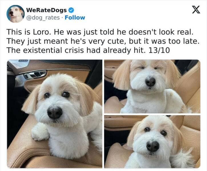 weratedogs, Wholesome memes, Dog humor