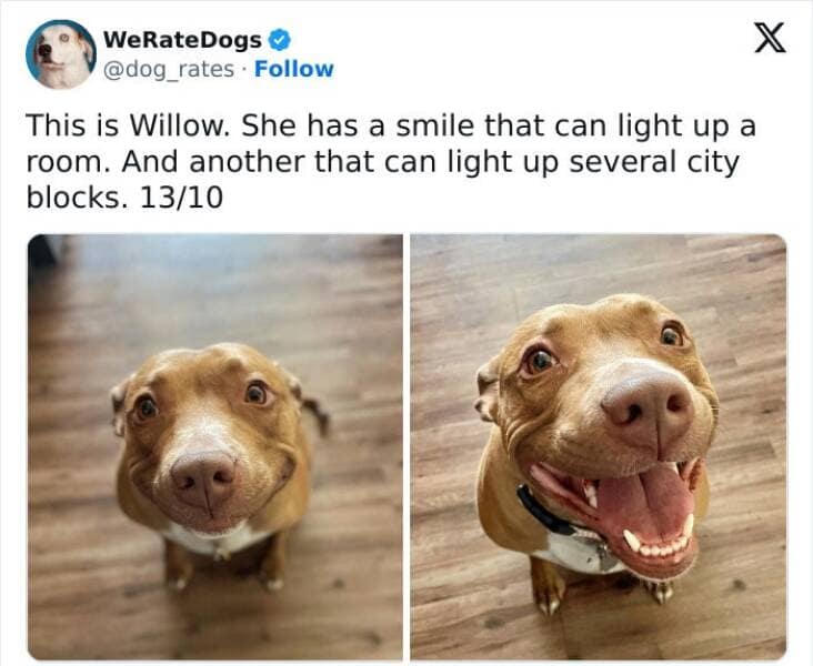 weratedogs, Wholesome memes, Dog humor