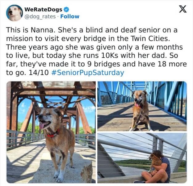 weratedogs, Wholesome memes, Dog humor