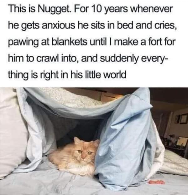 wholesome memes, heartwarming memes, feel-good memes, touching pictures, heartening photos, positive memes, happy memes, inspiring memes