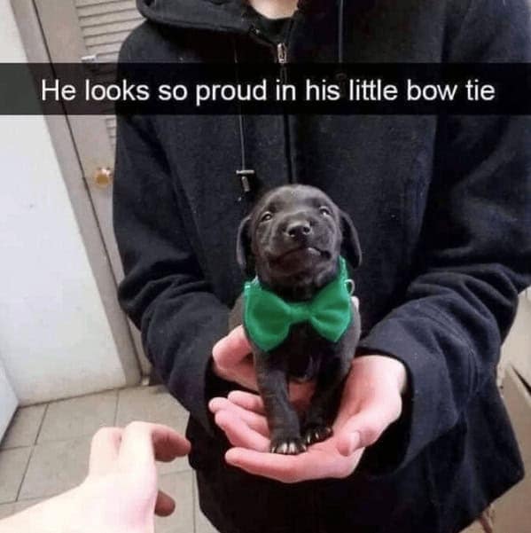 wholesome memes. He looks so proud in his little bow tie