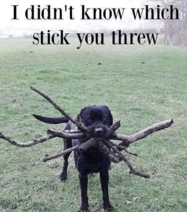 wholesome memes. I didn't know which stick you threw