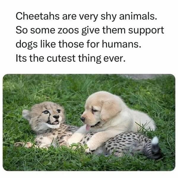 wholesome memes, heartwarming images, uplifting memes, feel-good memes, touching pictures, heartening photos, positive memes, happy memes, inspiring memes, motivational memes