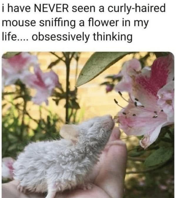 wholesome memes. i have NEVER seen a curly-haired mouse sniffing a flower in my life.... obsessively thinking