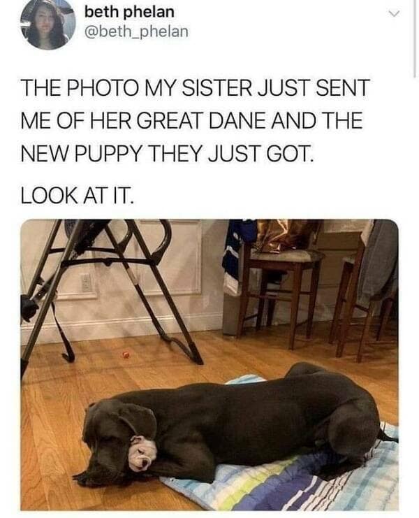 wholesome memes, heartwarming images, uplifting memes, feel-good memes, touching pictures, heartening photos, positive memes, happy memes, inspiring memes, motivational memes