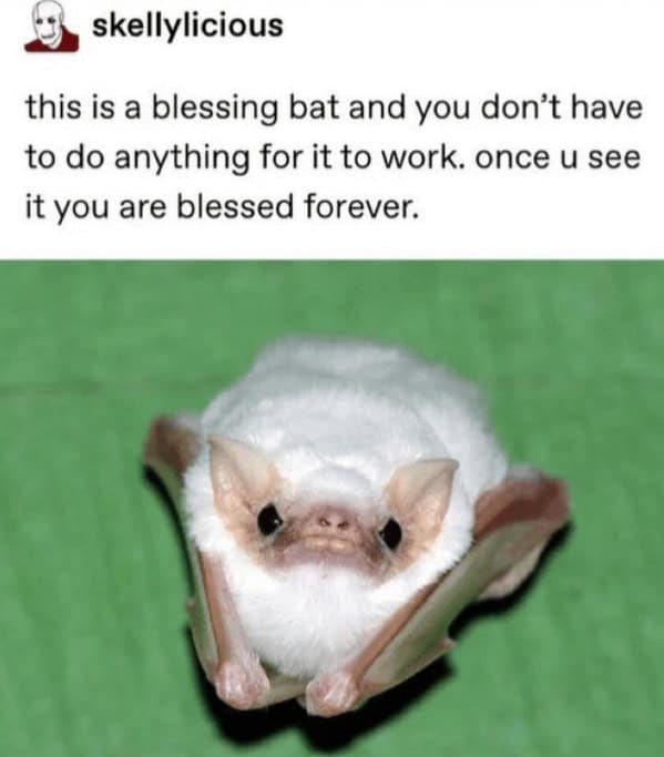 wholesome memes. this is a blessing bat and you don't have to do anything for it to work. once u see it you are blessed forever.