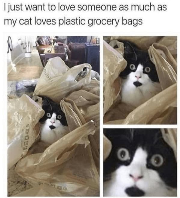 wholesome memes. just want to love someone as much as my cat loves plastic grocery bags