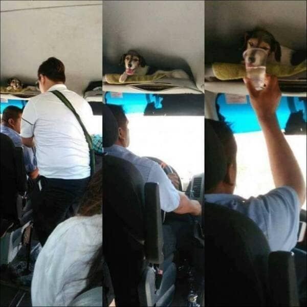 wholesome memes, heartwarming images, uplifting memes, feel-good memes, touching pictures, heartening photos, positive memes, happy memes, inspiring memes, motivational memes