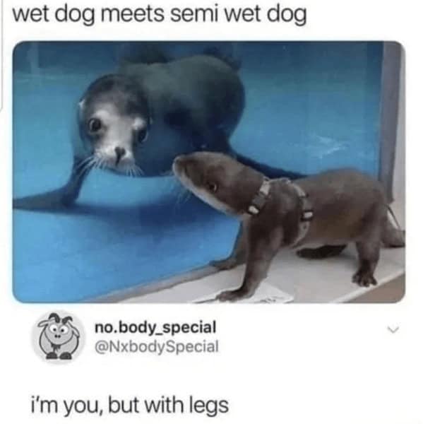 wholesome memes. wet dog meets semi wet dog