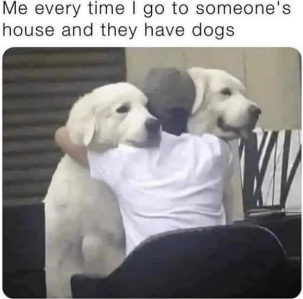 wholesome memes. Me every time I go to someone's house and they have dogs