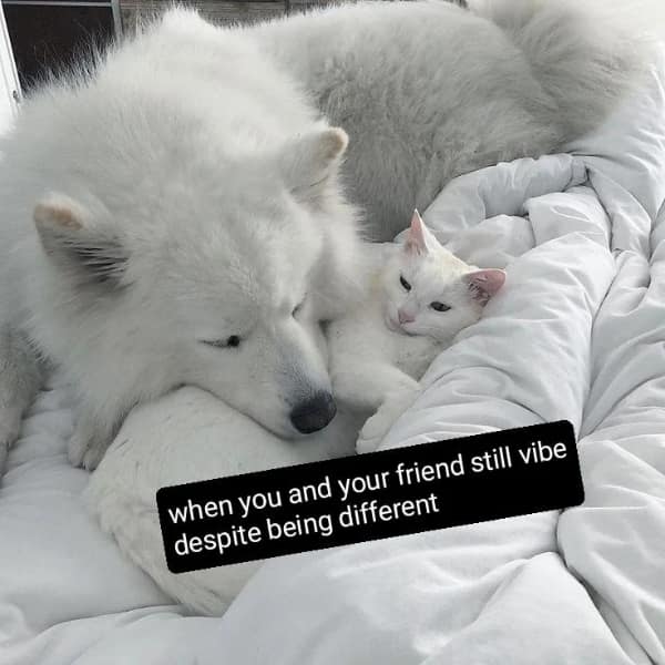 wholesome memes, heartwarming images, uplifting memes, feel-good memes, touching pictures, heartening photos, positive memes, happy memes, inspiring memes, motivational memes