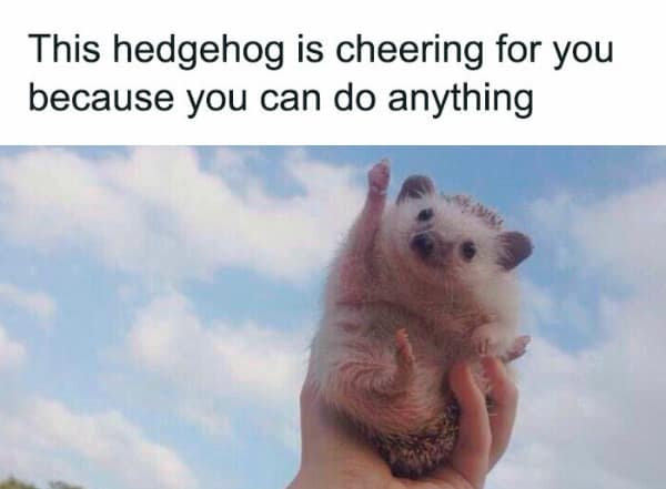 This hedgehog is cheering for you because you can do anything
