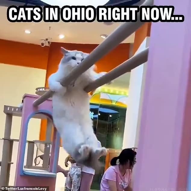 eating the dogs memes, eating the cats memes, Trump debate memes, political gaffe memes