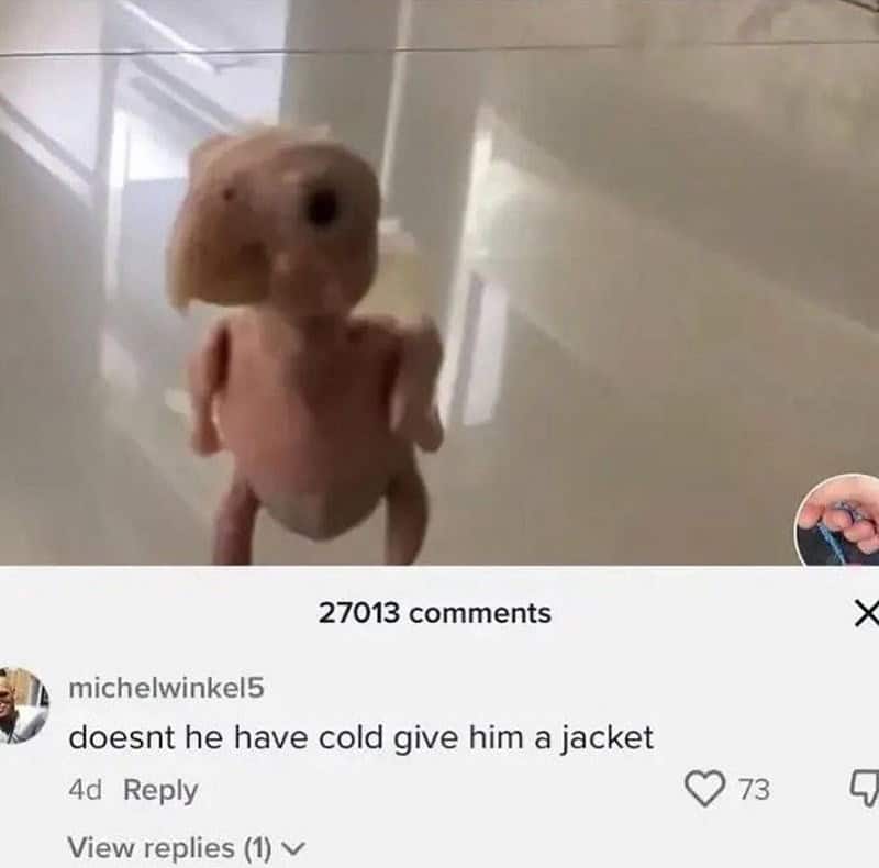 bird memes, birb memes, birdwatcher memes, bird jokes, avian humor, feathered memes, ornithological humor, bird-themed jokes