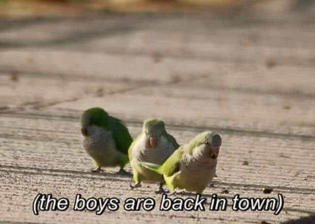 bird memes, birb memes, birdwatcher memes, bird jokes, avian humor, feathered memes, ornithological humor, bird-themed jokes