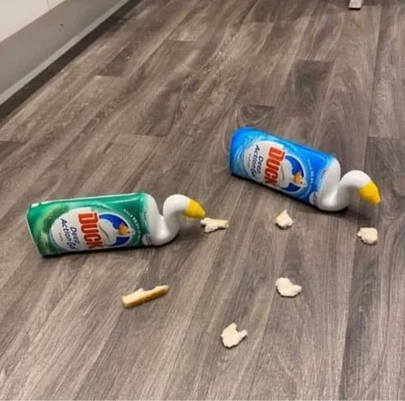 bird memes, birb memes, birdwatcher memes, bird jokes, avian humor, feathered memes, ornithological humor, bird-themed jokes