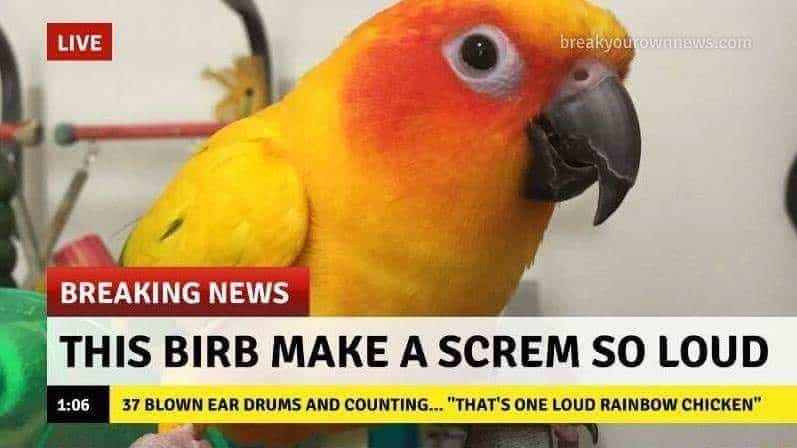 bird memes, birb memes, birdwatcher memes, bird jokes, avian humor, feathered memes, ornithological humor, bird-themed jokes