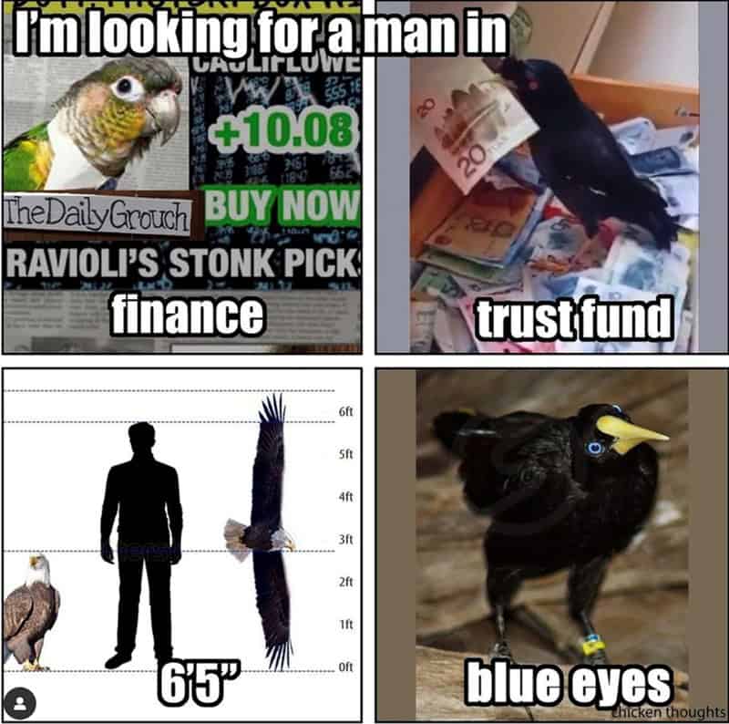 bird memes, birb memes, birdwatcher memes, bird jokes, avian humor, feathered memes, ornithological humor, bird-themed jokes