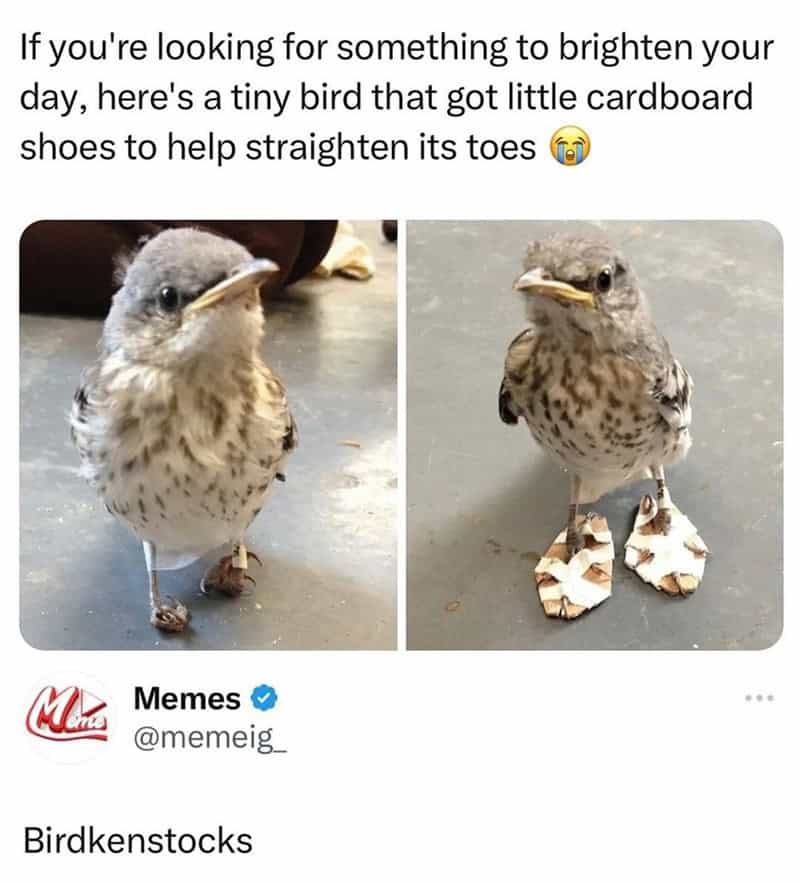 bird memes, birb memes, birdwatcher memes, bird jokes, avian humor, feathered memes, ornithological humor, bird-themed jokes