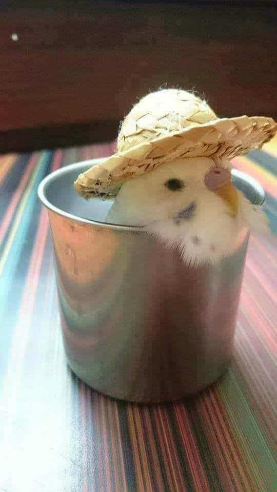 bird memes, birb memes, birdwatcher memes, bird jokes, avian humor, feathered memes, ornithological humor, bird-themed jokes