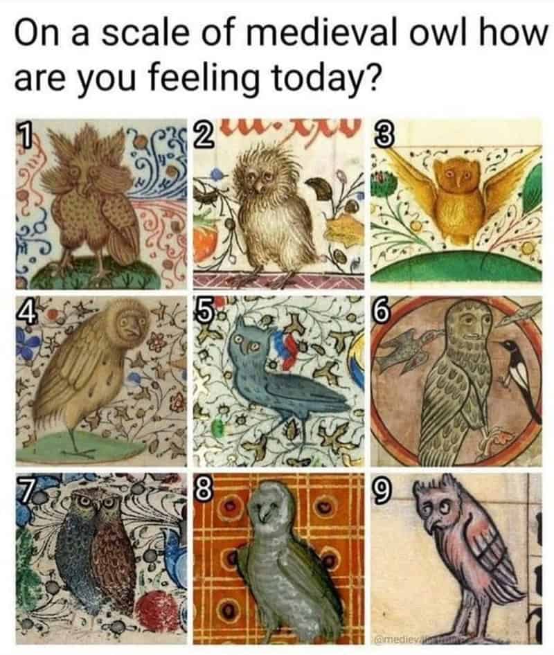 bird memes, birb memes, birdwatcher memes, bird jokes, avian humor, feathered memes, ornithological humor, bird-themed jokes