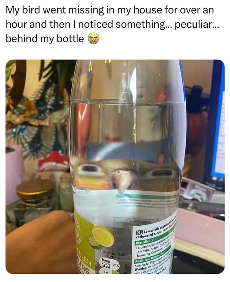 bird memes, birb memes, birdwatcher memes, bird jokes, avian humor, feathered memes, ornithological humor, bird-themed jokes