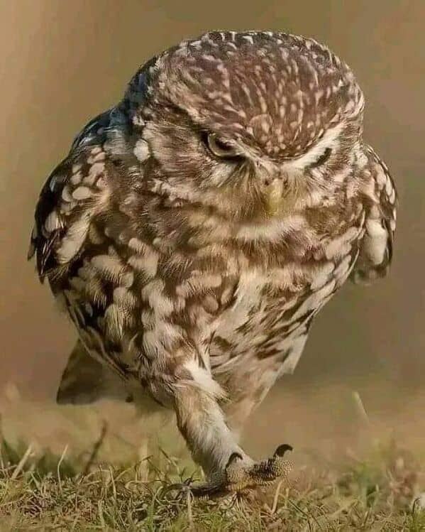 bird memes, birds with threatening auras, pet memes, animal humor, viral pet pics