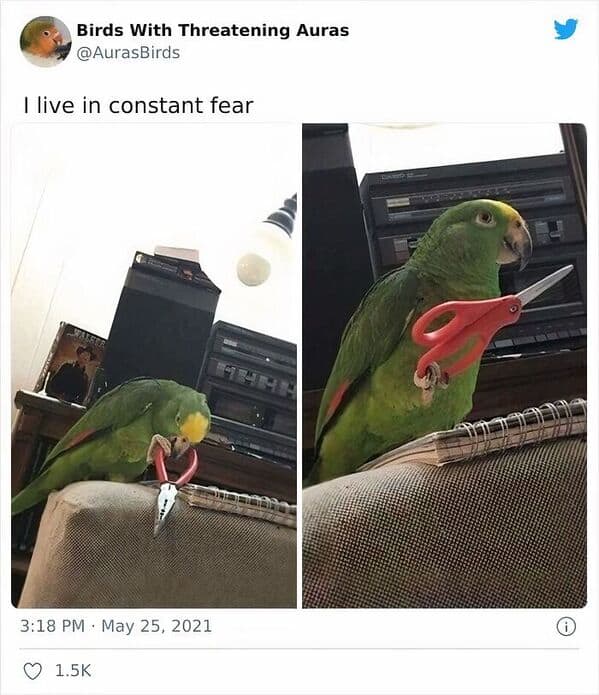 bird memes, birds with threatening auras, pet memes, animal humor, viral pet pics