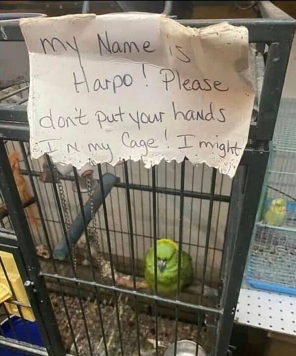 bird memes, birds with threatening auras, pet memes, animal humor, viral pet pics