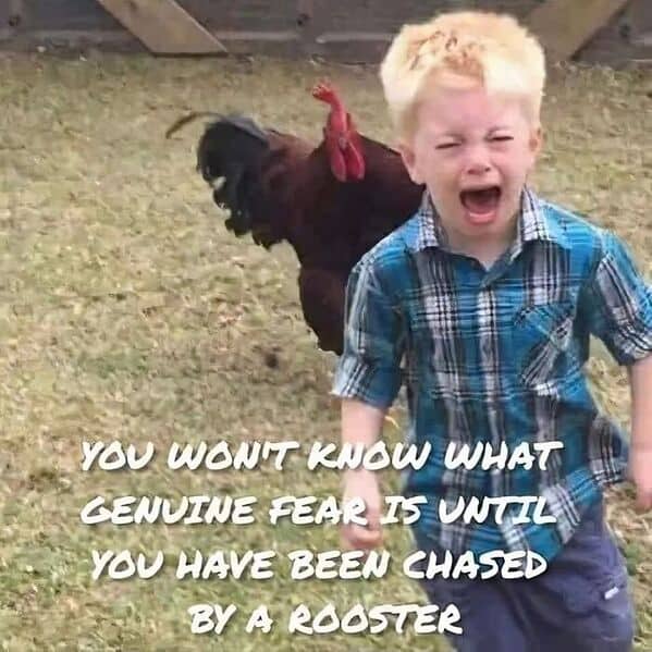 bird memes, birds with threatening auras, pet memes, animal humor, viral pet pics