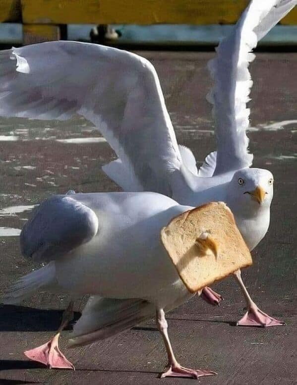 bird memes, birds with threatening auras, pet memes, animal humor, viral pet pics