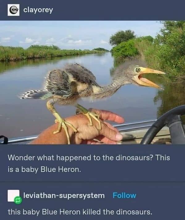 bird memes, birds with threatening auras, pet memes, animal humor, viral pet pics