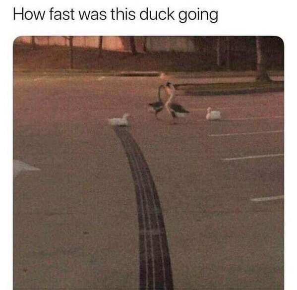 bird memes, birds with threatening auras, pet memes, animal humor, viral pet pics