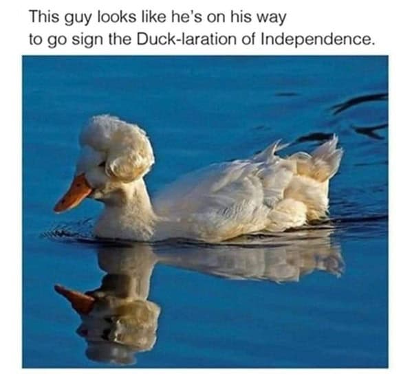 bird memes, birds with threatening auras, pet memes, animal humor, viral pet pics