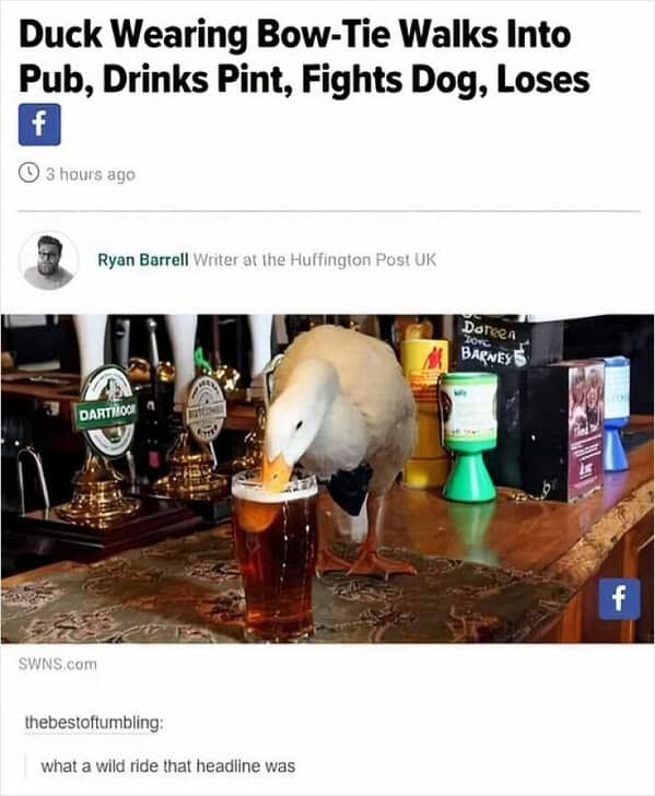 bird memes, birds with threatening auras, pet memes, animal humor, viral pet pics