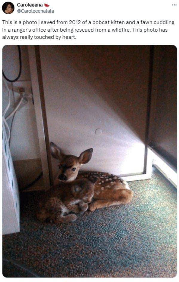 cat memes, cat tweets, funny cat memes, hilarious cat memes, cat humor, funny animal memes, pet humor, funny pet memes, animal jokes, animal fails, pet memes