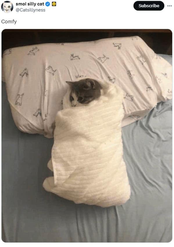 cat memes, cat tweets, funny cat memes, hilarious cat memes, cat humor, funny animal memes, pet humor, funny pet memes, animal jokes, animal fails, pet memes